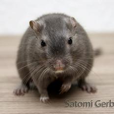 Ørkenrotte LUX Giovanni Henriksen