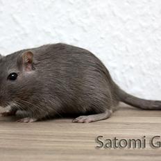 Ørkenrotte LUX Giovanni Henriksen