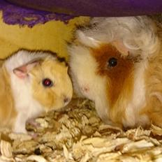 Marsvin Alpaca - Twinkys Aura For Laura Bukserne Flagrer