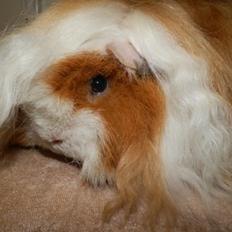 Marsvin Alpaca - Twinkys Aura For Laura Bukserne Flagrer