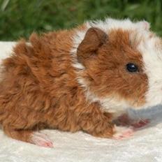 Marsvin Alpaca - Twinkys Aura For Laura Bukserne Flagrer