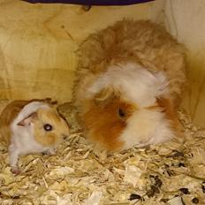 Marsvin Peruaner - Starlights Anton dine bukser er revnet