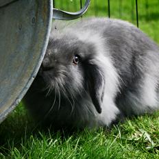 Kanin BlueBunnies AlPi Jon Snow "Blue"