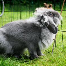 Kanin BlueBunnies AlPi Jon Snow "Blue"