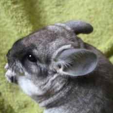 Chinchilla Furrytails' Elvira