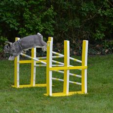 Kanin CAs Warna Bayi Biru