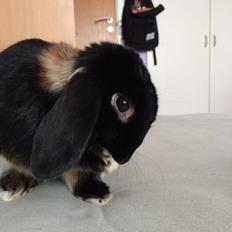 Kanin Ministald's Pjuske