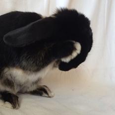 Kanin Ministald's Pjuske