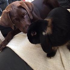 Kanin Ministald's Pjuske