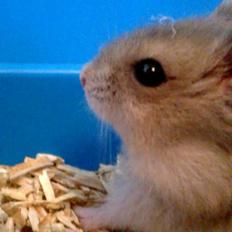 Dværghamster Kvik