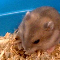 Dværghamster Kvik