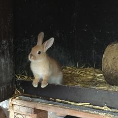 Kanin Engegård's Lille Løvehjerte