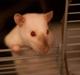 Tamrotte Emmie 