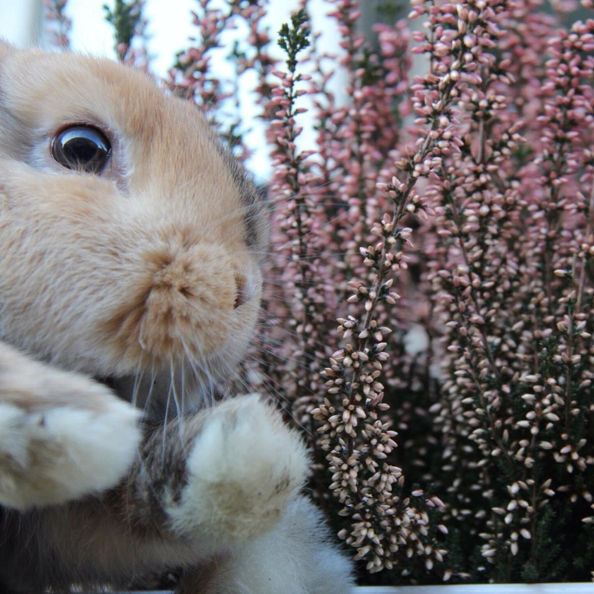 Kanin Cookie billede 5