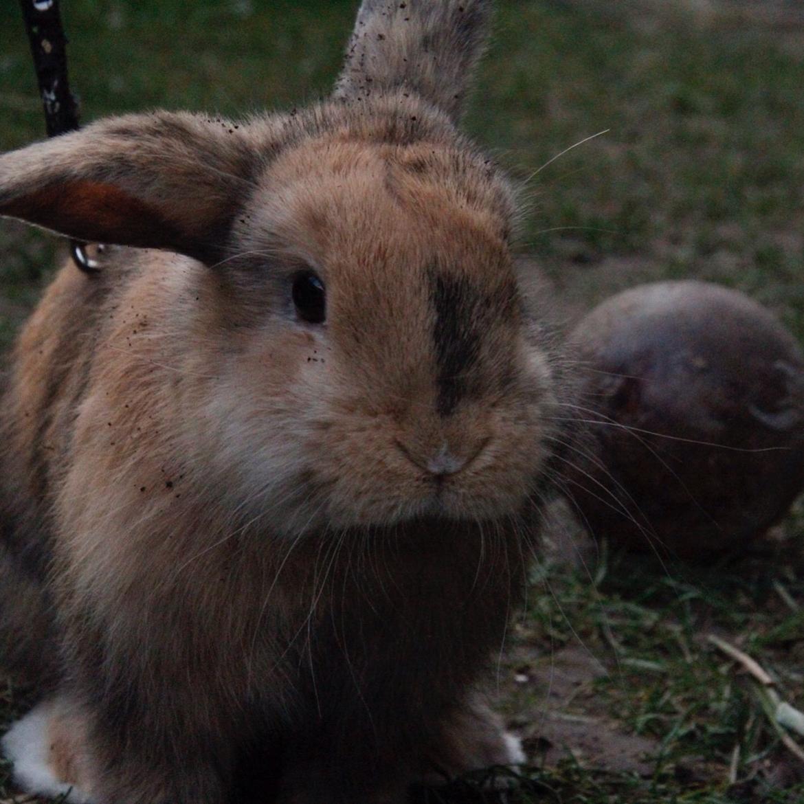 Kanin Cookie billede 6