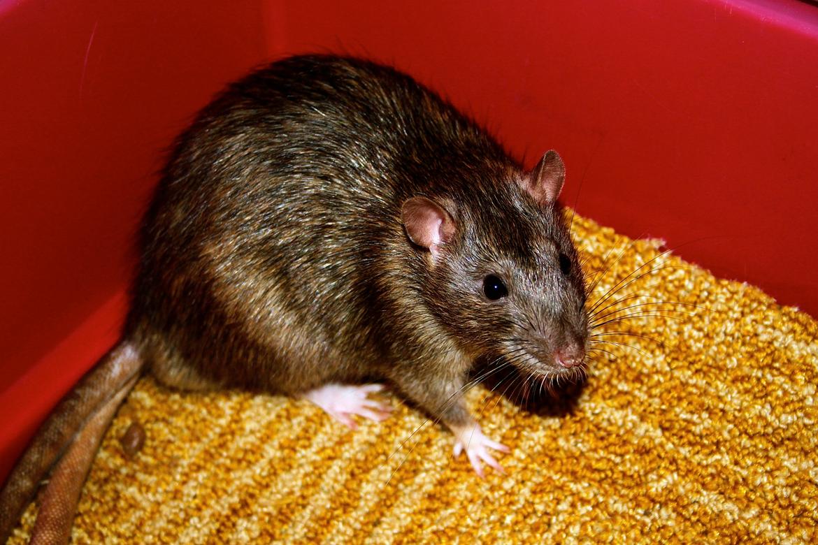 Tamrotte Rofus billede 4