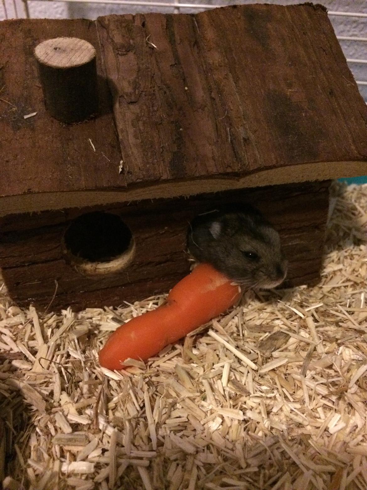 Hamster Koda billede 2