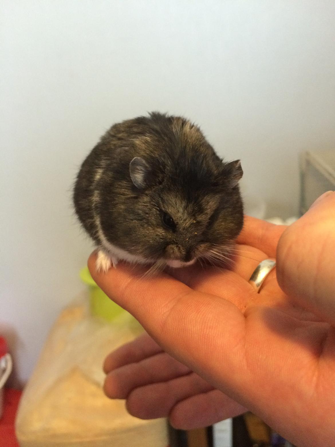 Hamster Koda billede 1