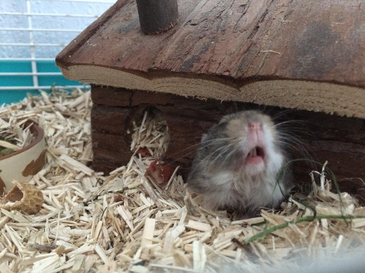 Hamster Koda billede 5