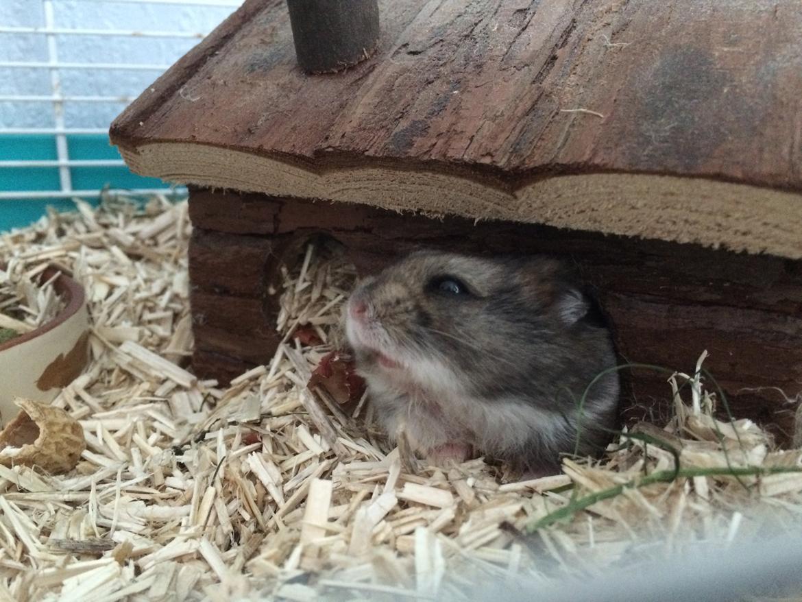 Hamster Koda billede 6