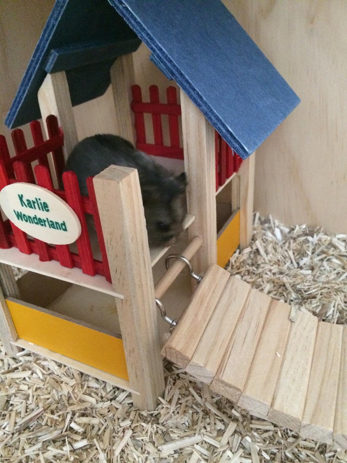 Hamster Koda billede 7