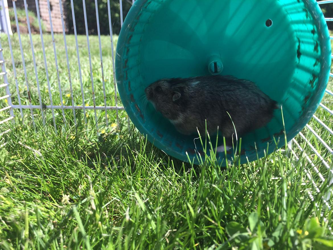 Hamster Koda billede 4