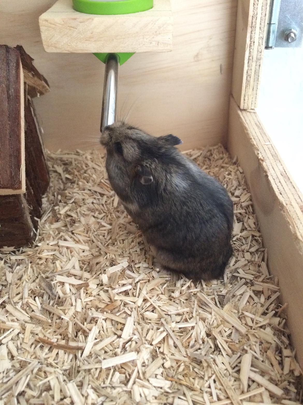 Hamster Koda billede 9