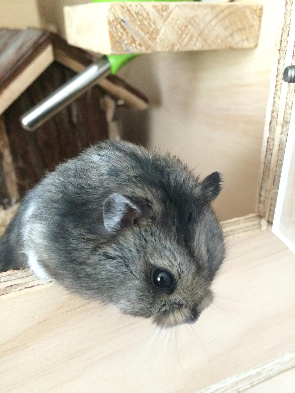 Hamster Koda billede 10