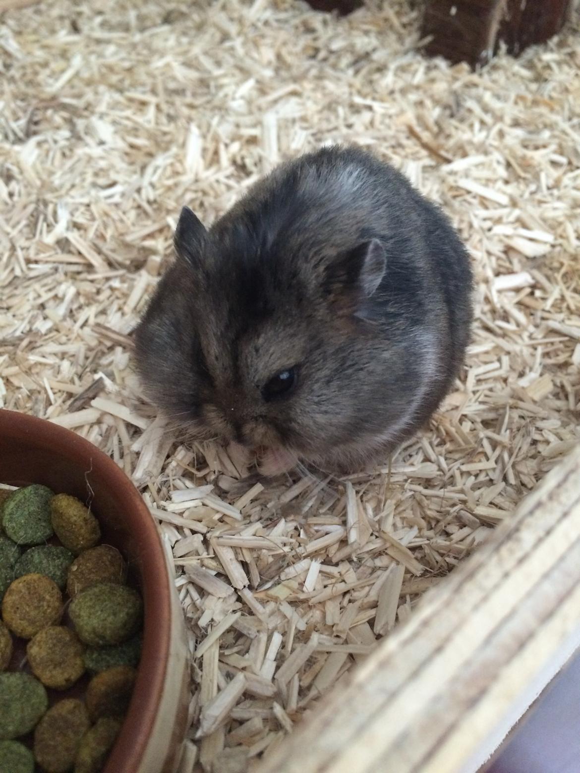 Hamster Koda billede 11