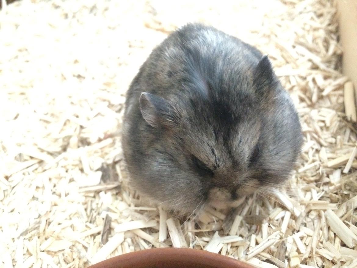 Hamster Koda billede 12