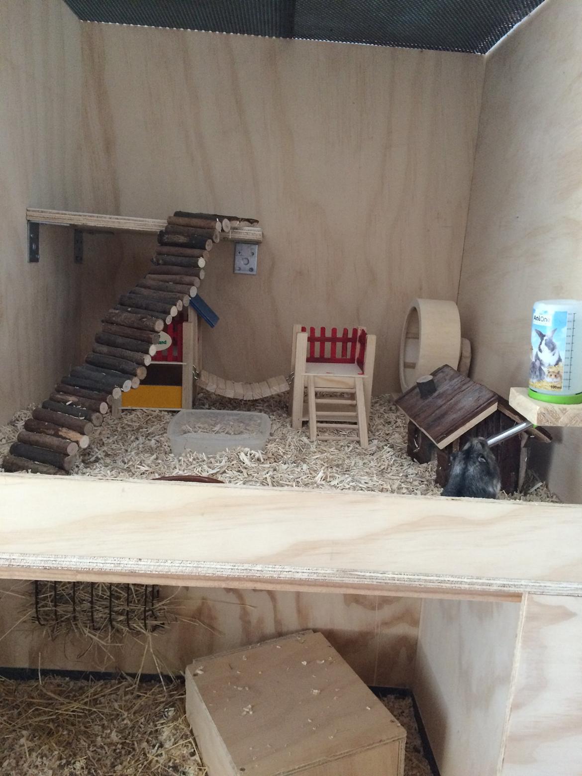 Hamster Koda billede 8