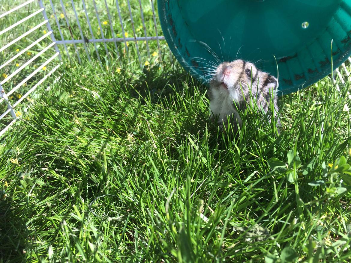 Hamster Koda billede 3