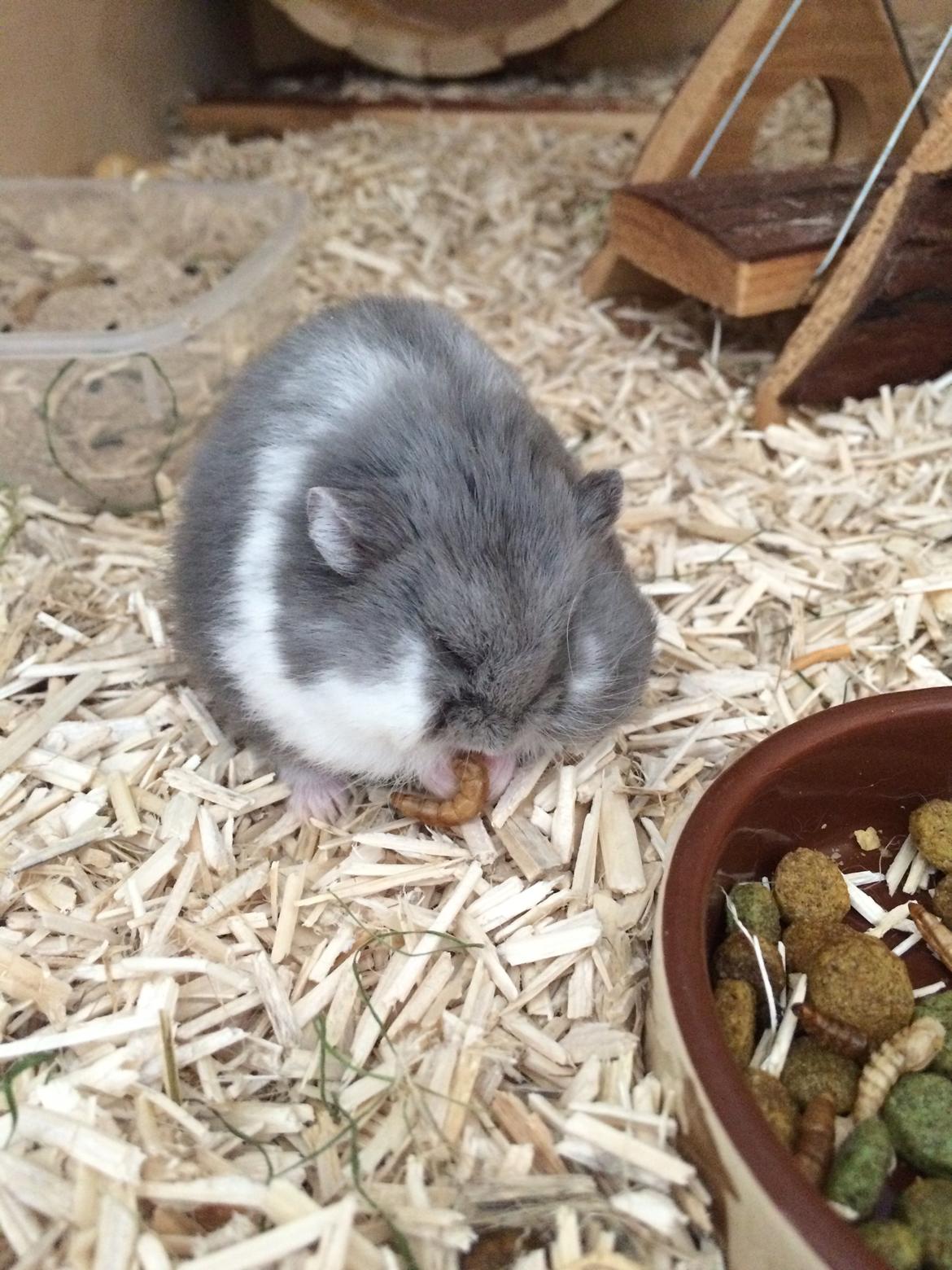 Hamster Kenai billede 10
