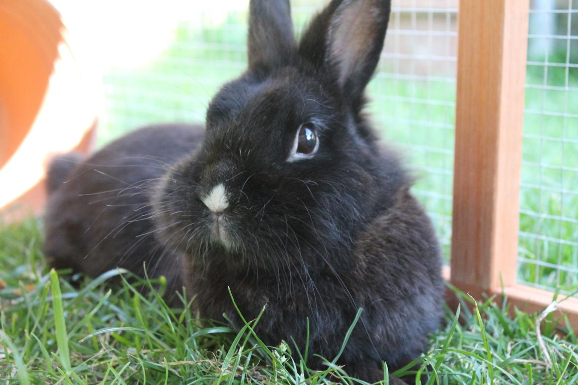 Kanin | Blacky  billede 11