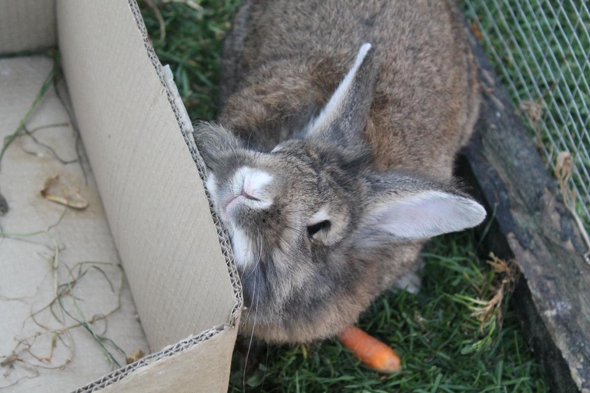 Kanin | Peter  billede 17