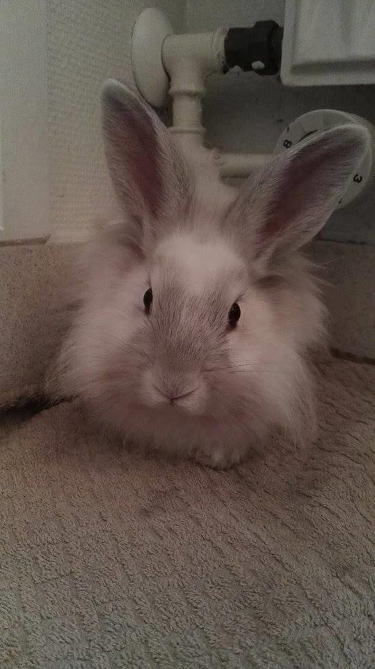 Kanin Sunshine billede 1