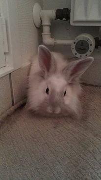 Kanin Sunshine billede 2