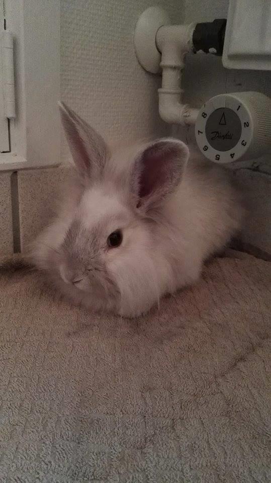 Kanin Sunshine billede 3