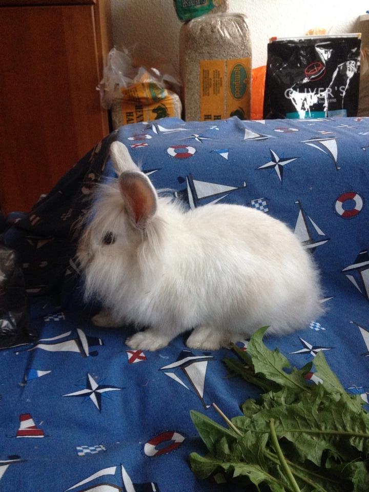 Kanin Sunshine billede 4