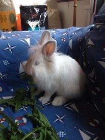 Kanin Sunshine billede 6