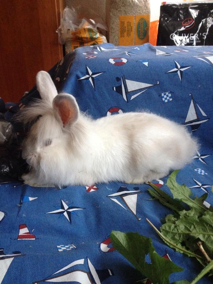 Kanin Sunshine billede 5