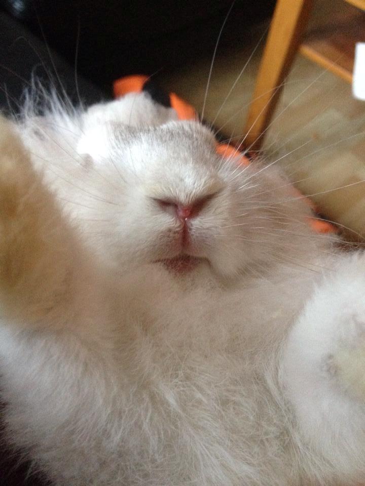 Kanin Sunshine billede 7