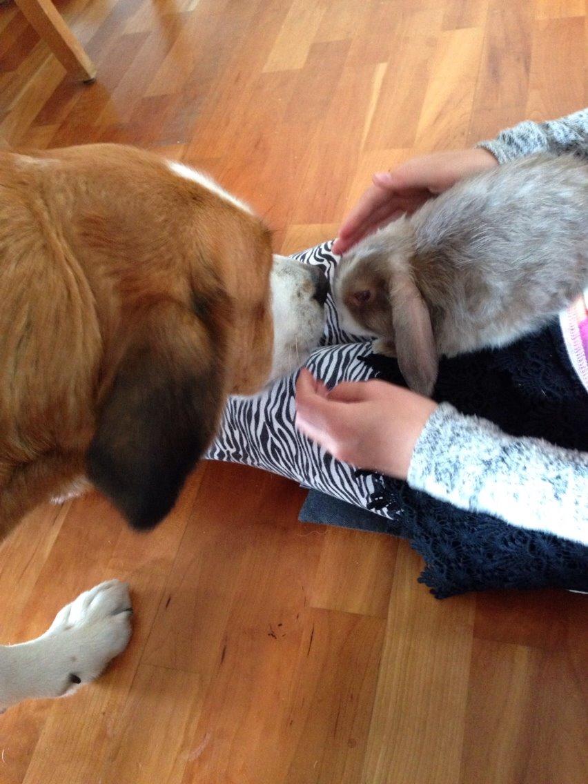 Kanin Luca *R.I.P*<3 billede 4