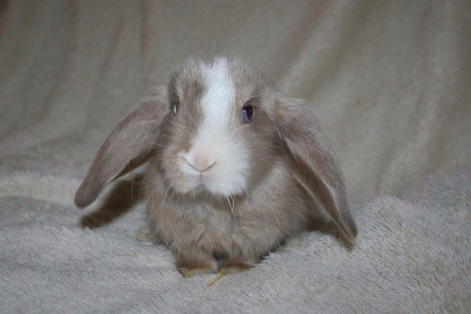 Kanin Luca *R.I.P*<3 billede 3