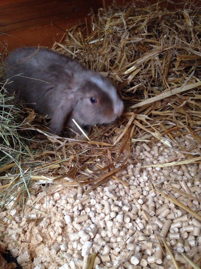 Kanin Luca *R.I.P*<3 billede 5