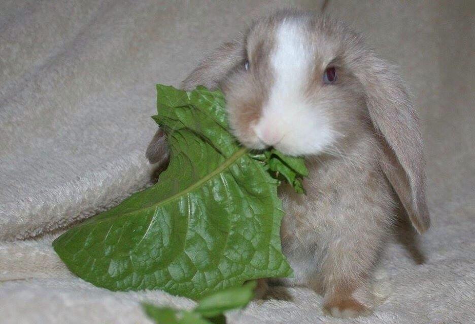 Kanin Luca *R.I.P*<3 billede 8