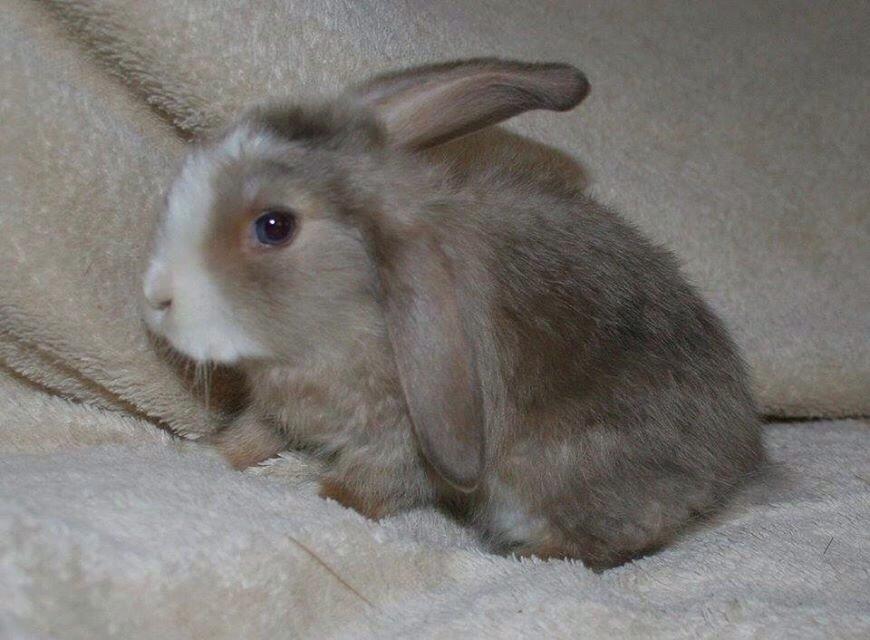 Kanin Luca *R.I.P*<3 billede 9