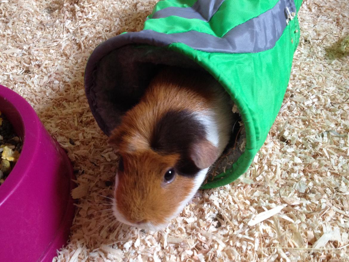 Marsvin Alice - Haløj😄 billede 21