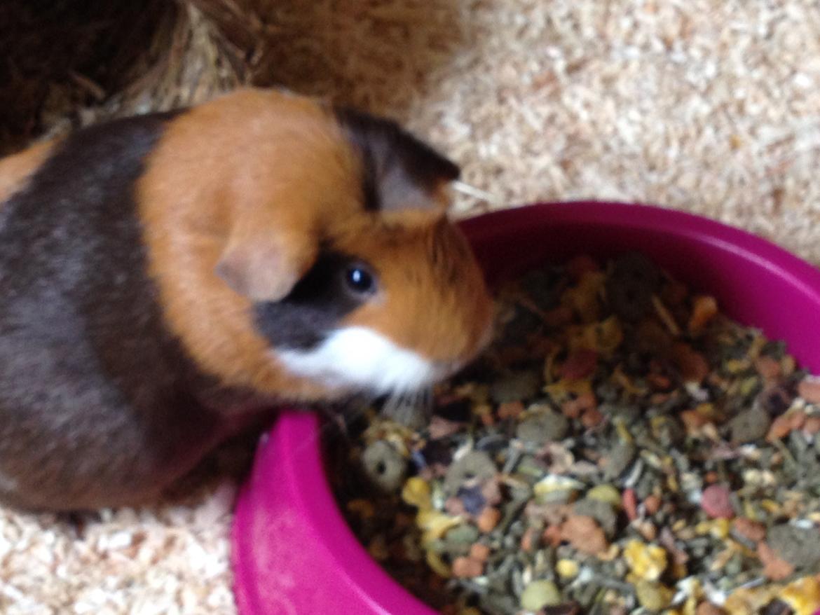 Marsvin Alice billede 23