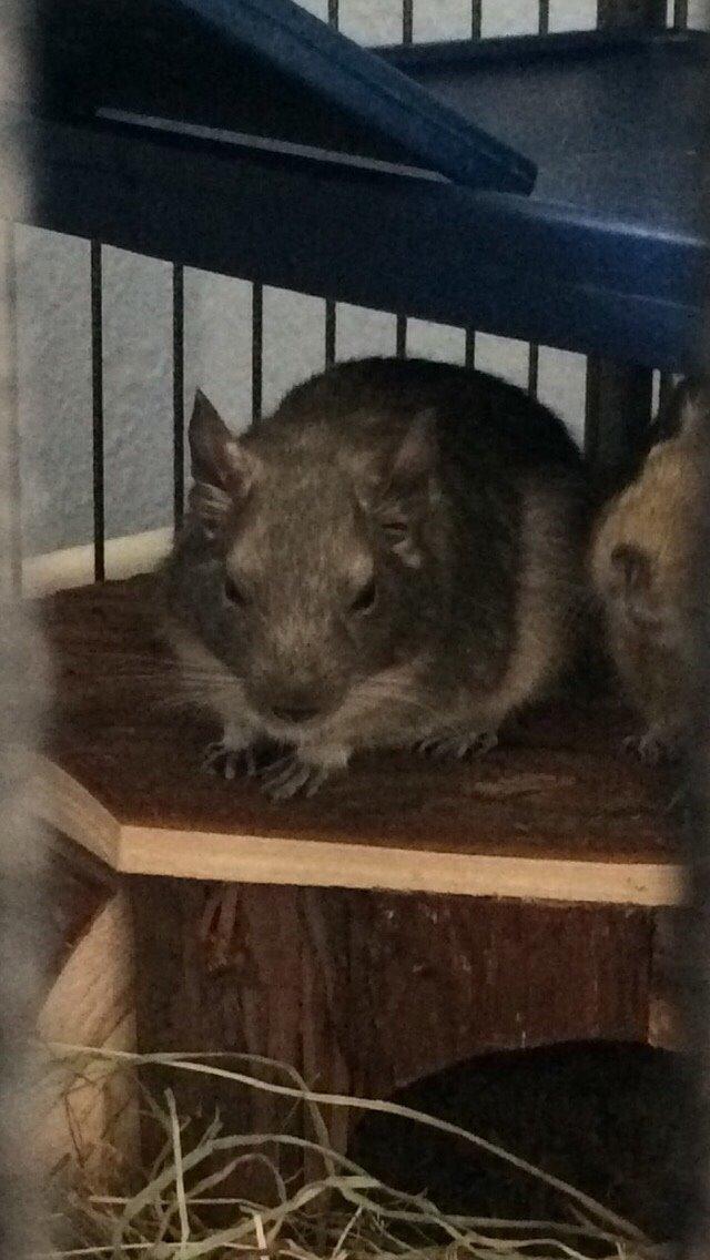 Degu Lotus (Himmelgnaver). <3 billede 2
